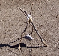 "click" for larger image