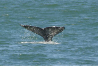 "click" for larger image