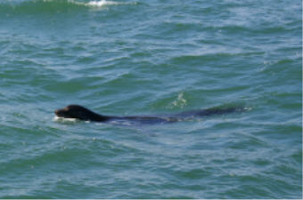 "click" for larger image