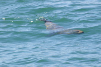 "click" for larger image