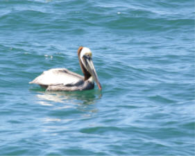 "click" for larger image