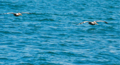 "click" for larger image