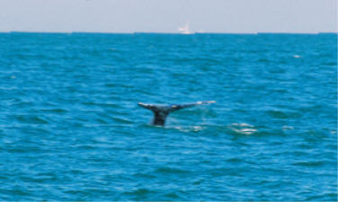 "click" for larger image