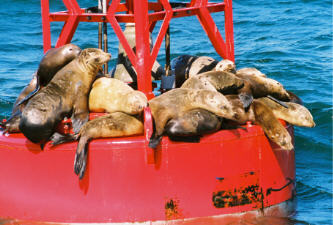 "click" for larger image