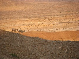 "click" for larger image