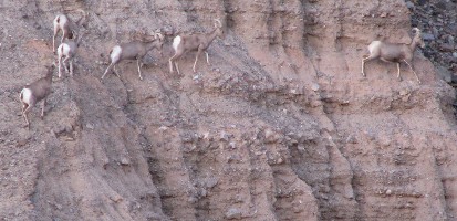 "click" for larger image