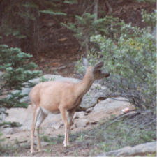 click for full-size image