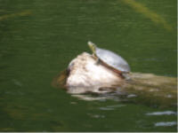 "click" for full size image