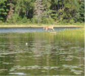 "click" for full size image